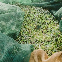 Ελαιόδιχτο 8x12m 100gr/m² ενισχυμένης πλέξης και αντοχής